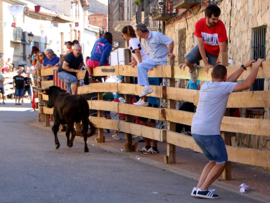 Torquemada vivió su jornada grande, con unos encierros que llevaron a las calles a jóvenes y mayores para disfrutar de los novillos. 