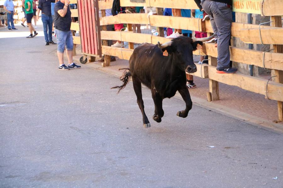 Torquemada vivió su jornada grande, con unos encierros que llevaron a las calles a jóvenes y mayores para disfrutar de los novillos. 