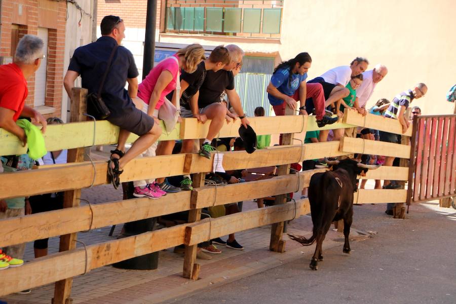 Torquemada vivió su jornada grande, con unos encierros que llevaron a las calles a jóvenes y mayores para disfrutar de los novillos. 
