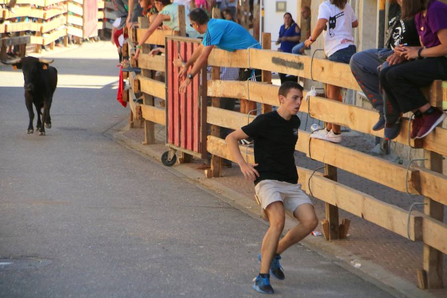 Torquemada vivió su jornada grande, con unos encierros que llevaron a las calles a jóvenes y mayores para disfrutar de los novillos. 