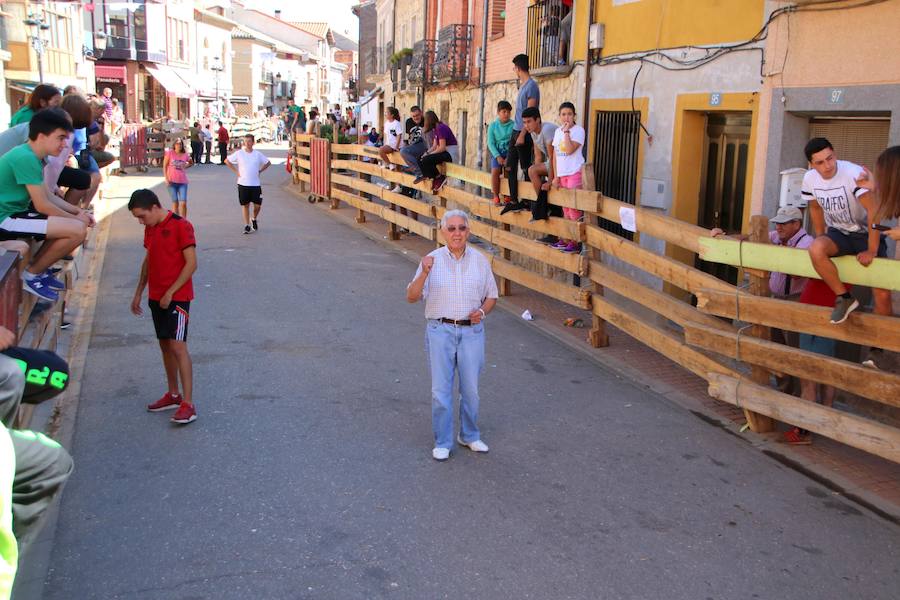 Torquemada vivió su jornada grande, con unos encierros que llevaron a las calles a jóvenes y mayores para disfrutar de los novillos. 