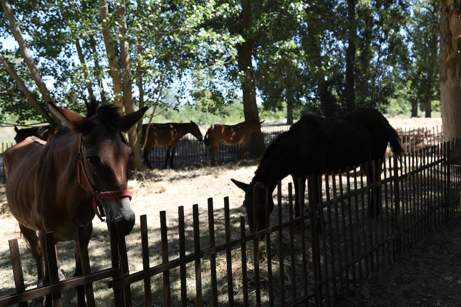 Castrillo de Villavega homenajeó al Cid durante la celebración de la Fiesta de la Trilla que se celebró el sábado 12.
