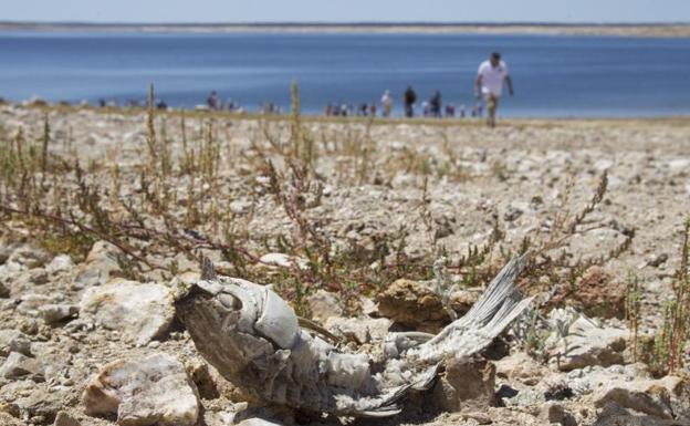 Pez momificado en el lecho del embalse zamorano de Almendra.