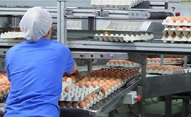 Producción de huevos en España.