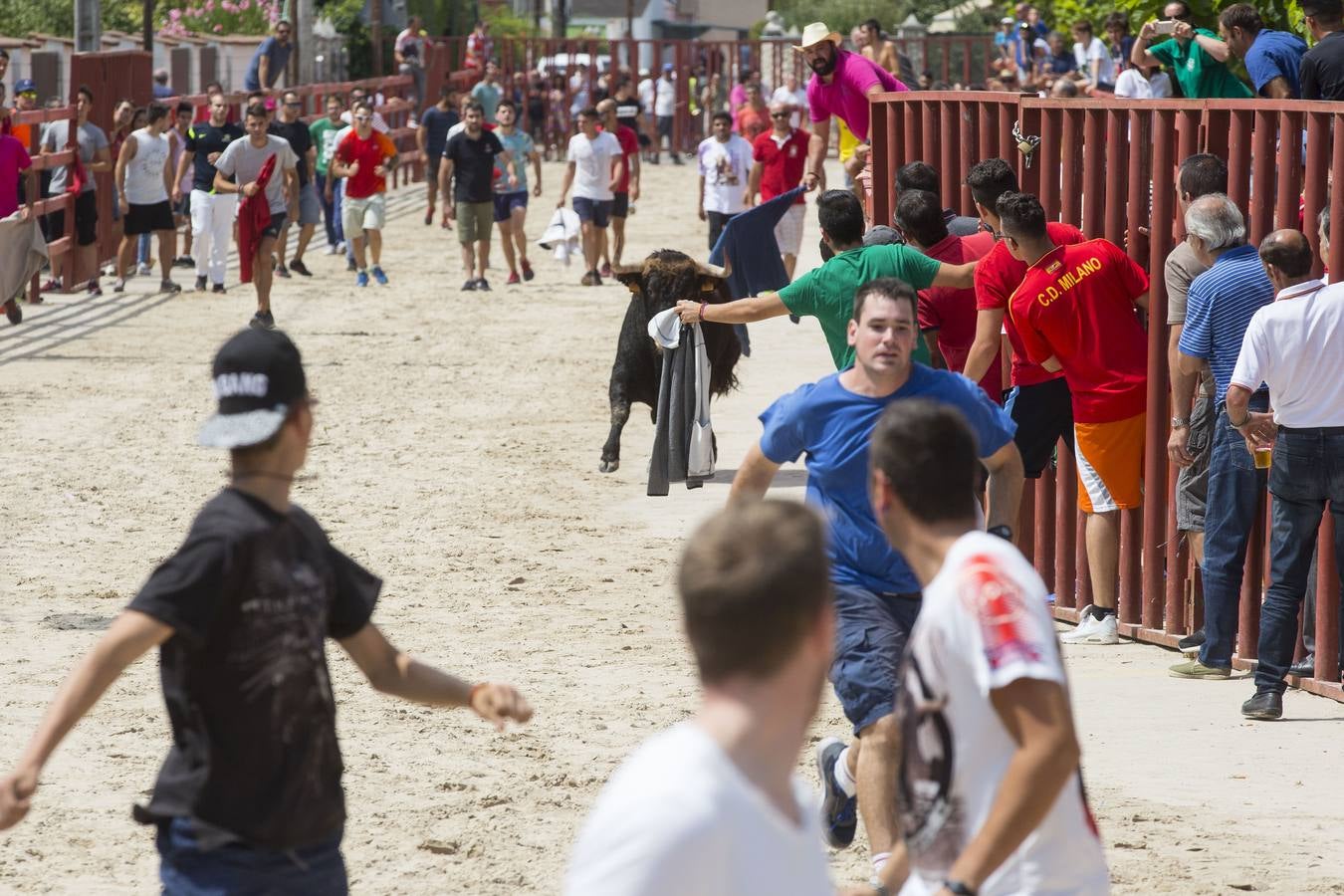 Encierro en las fiestas de Viana de Cega