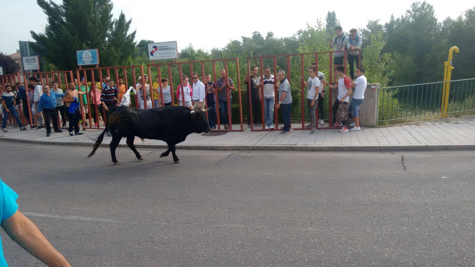 Encierro en las fiestas de Viana de Cega