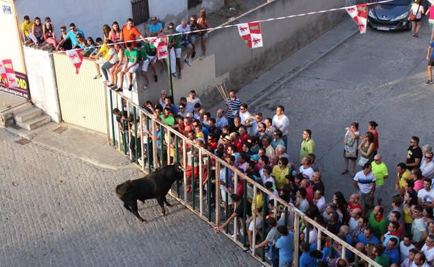 Vecinos observan desde el otro lado de la valla a uno de los toros desenjaulados. 