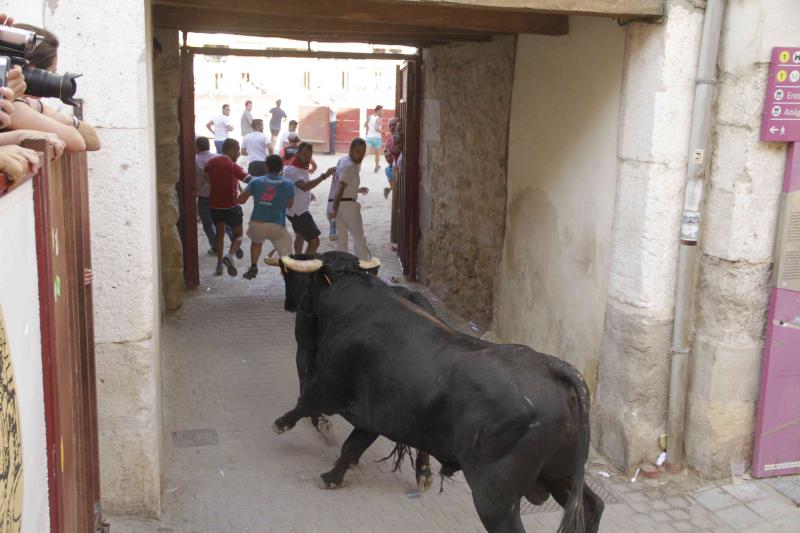 Encierro vespertino de Peñafiel