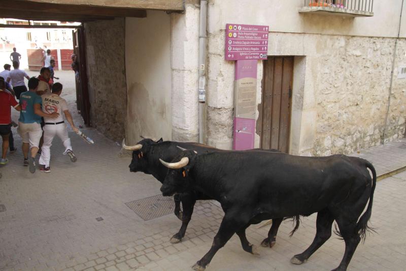 Encierro vespertino de Peñafiel