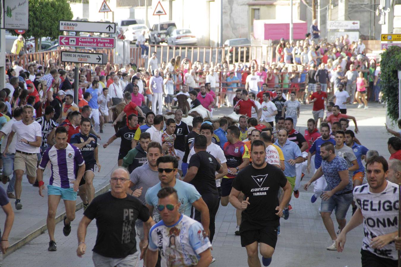 Encierro y posterior capea de las fiestas de Peñafiel