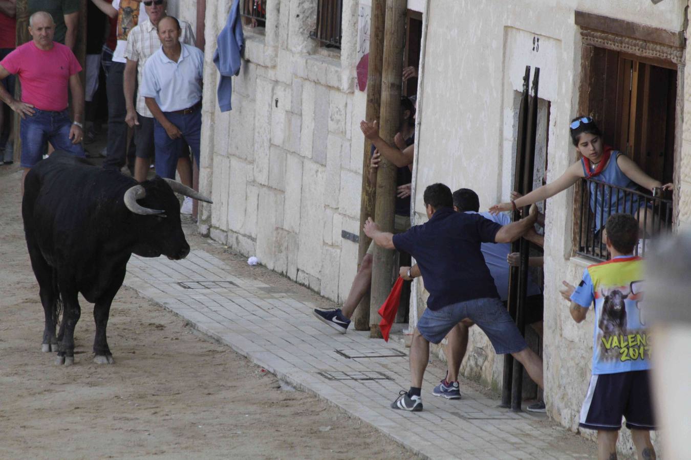 Encierro y posterior capea de las fiestas de Peñafiel