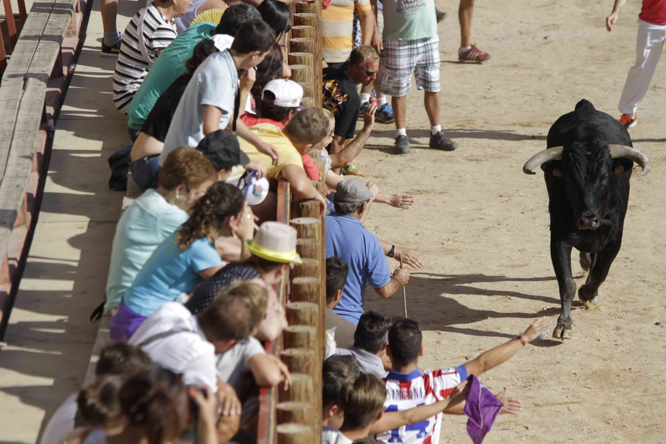 Encierro y posterior capea de las fiestas de Peñafiel