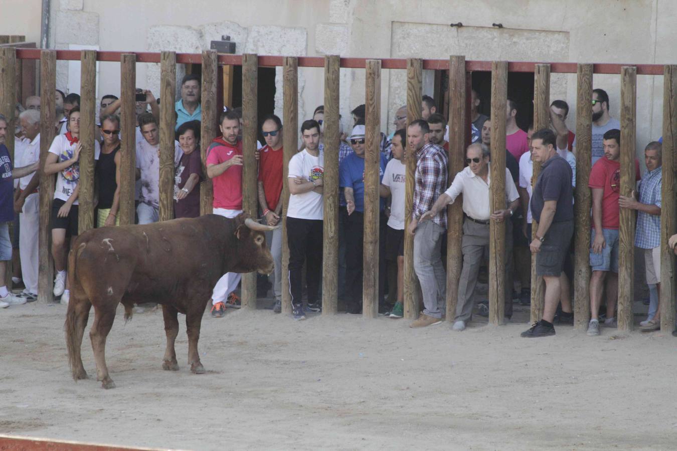 Encierro y posterior capea de las fiestas de Peñafiel