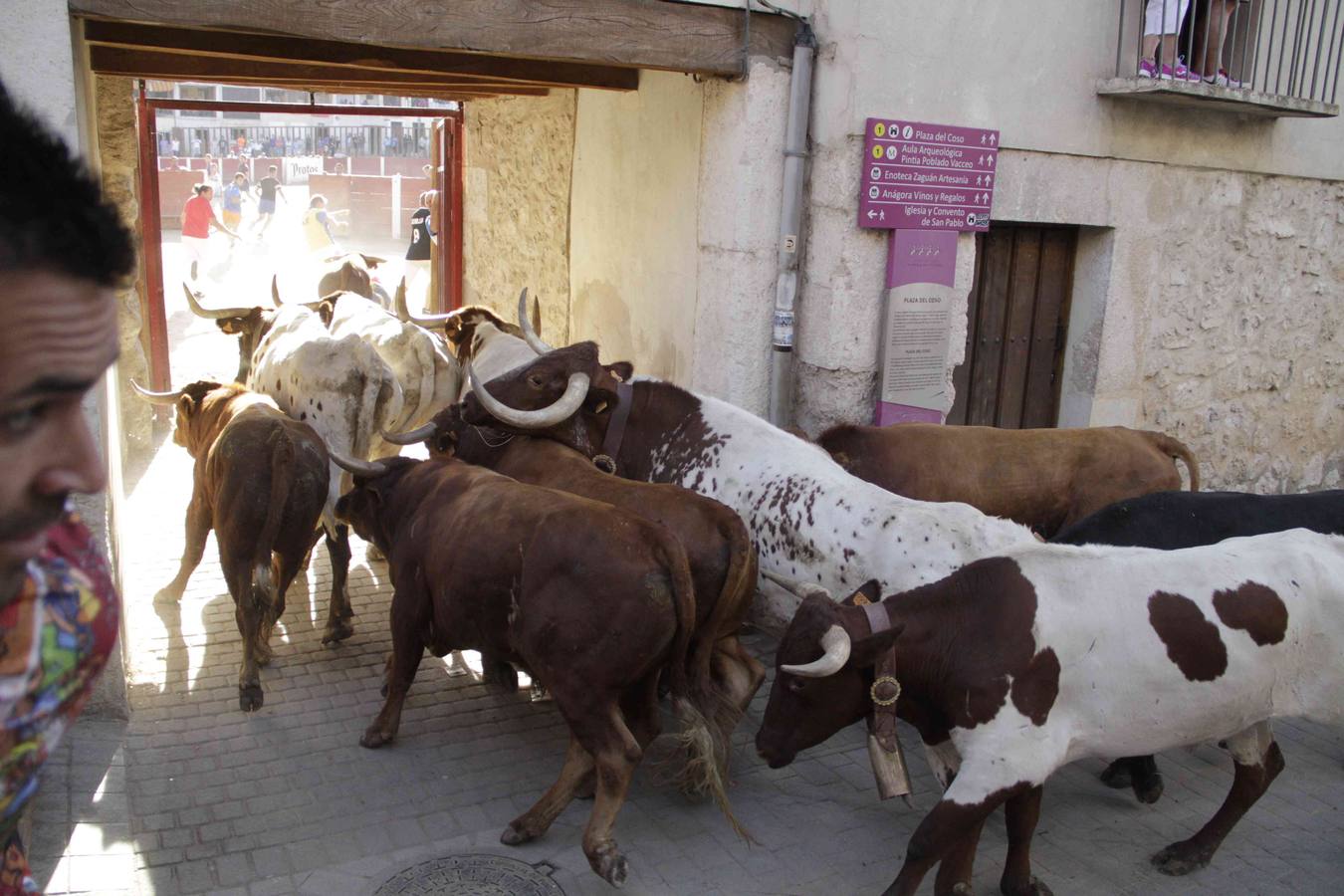 Encierro y posterior capea de las fiestas de Peñafiel