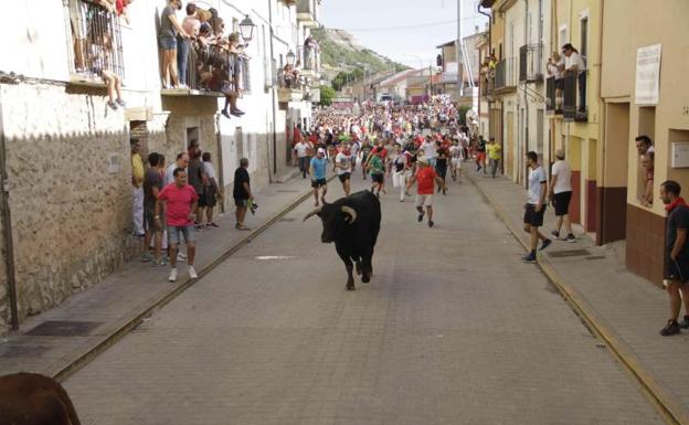 Un astado separado del resto de la manada