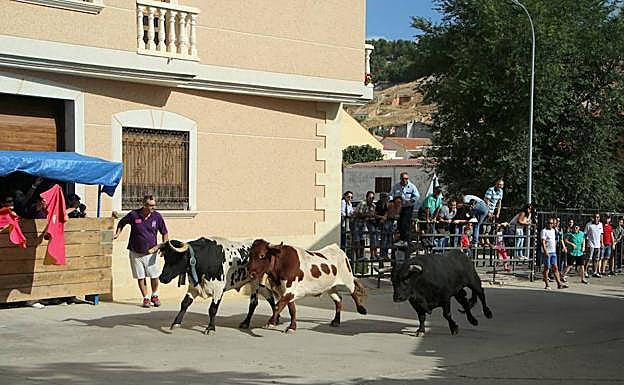 Cabestros y novillos corren por las calles en un encierro en Dueñas. 