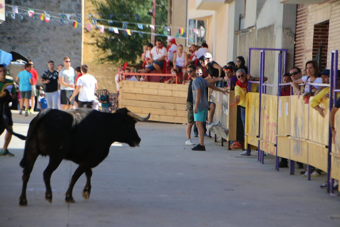 La localidad palentina despide sus fiestas con la última suelta taurina, que ha transcurrido sin incidentes y con numerosos aficionados