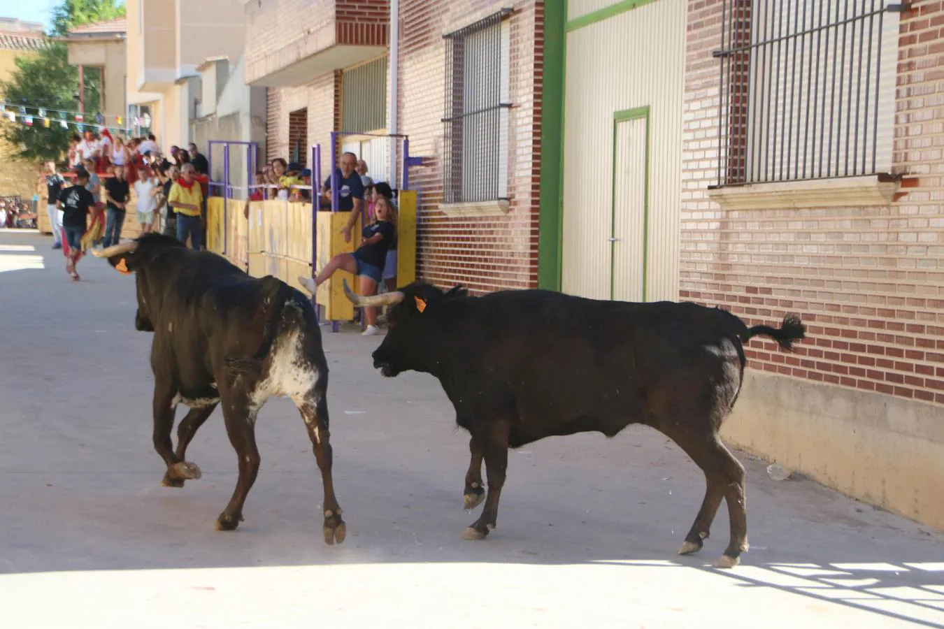 La localidad palentina despide sus fiestas con la última suelta taurina, que ha transcurrido sin incidentes y con numerosos aficionados