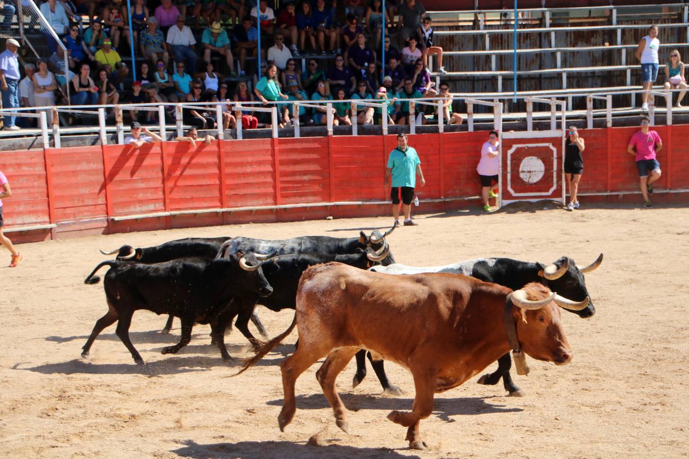 La localidad palentina despide sus fiestas con la última suelta taurina, que ha transcurrido sin incidentes y con numerosos aficionados