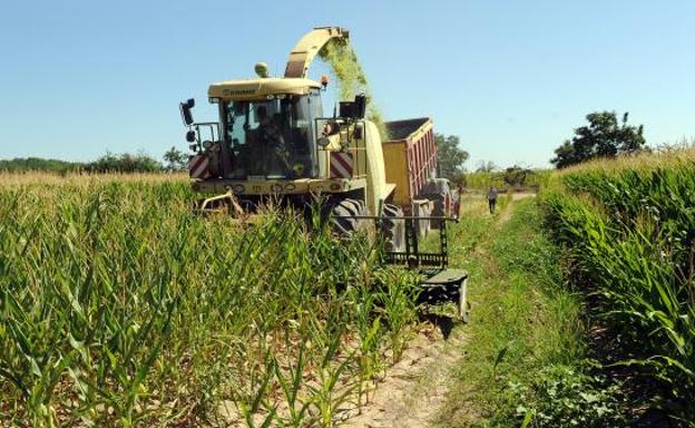 Recogida del maíz en una tierra en el término municipal de Pollos.