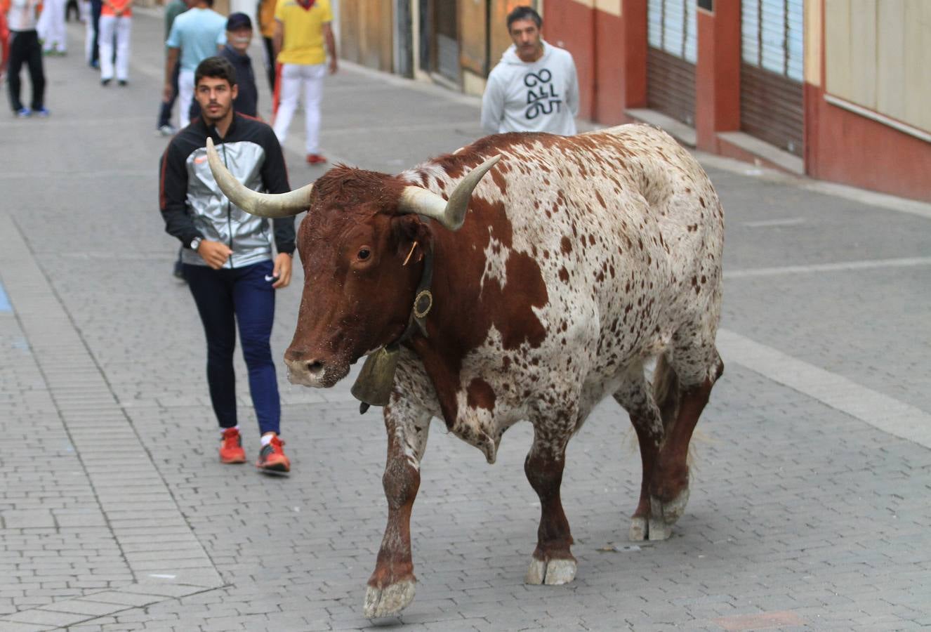 Únicamente tres astados han podido llegar al recorrido urbano y completar la carrera en el que cuatro personas han resultado heridas, dos de ellos por asta de toro y otros dos con contusiones