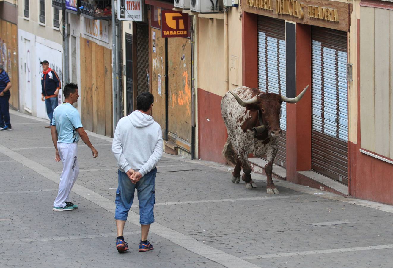 Únicamente tres astados han podido llegar al recorrido urbano y completar la carrera en el que cuatro personas han resultado heridas, dos de ellos por asta de toro y otros dos con contusiones