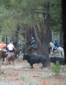 Imagen secundaria 2 - Arriba, salida del segundo encierro de los corrales del cega; abajo izquierda, descanso de toros y cabestros en el campo; recorrido por el pinar.