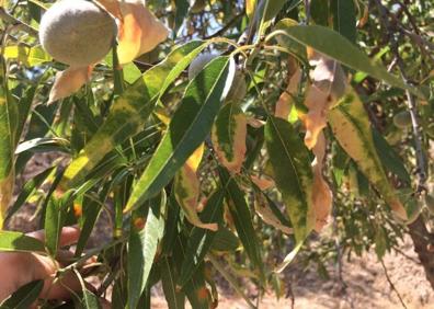 Imagen secundaria 1 - La 'Xylella fastidiosa'afecta a las hojas de los almendros 'quemándolas'