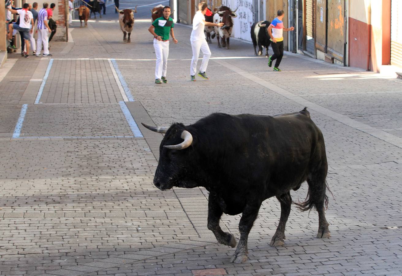 Los toros de la ganadería de Lagunajanada, protagonizaron momentos emocionantes y peligrosos en las calles, al entrar toda la manada disgregada