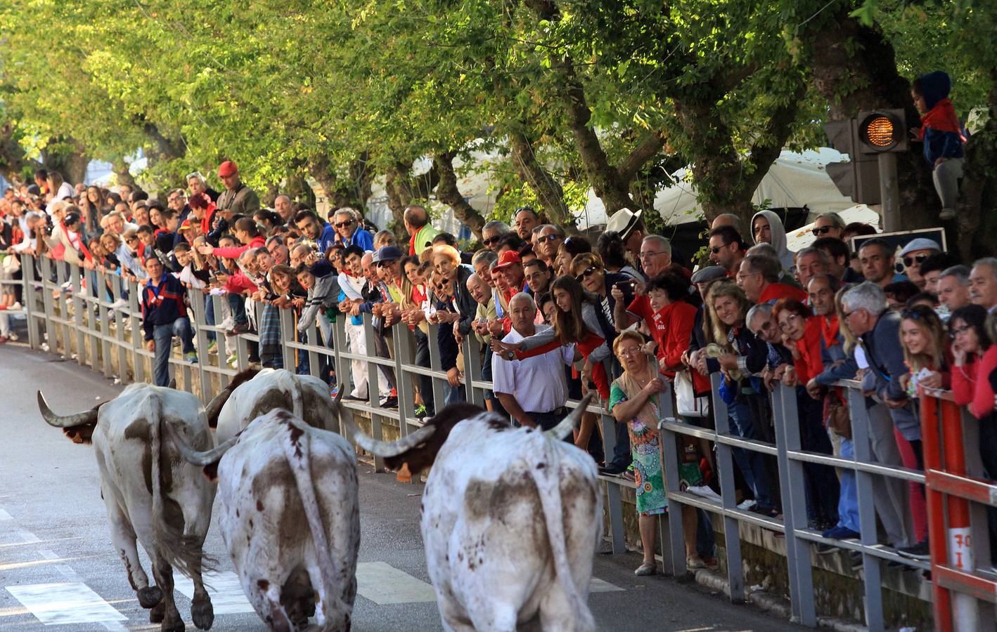 Los toros de la ganadería de Lagunajanada, protagonizaron momentos emocionantes y peligrosos en las calles, al entrar toda la manada disgregada