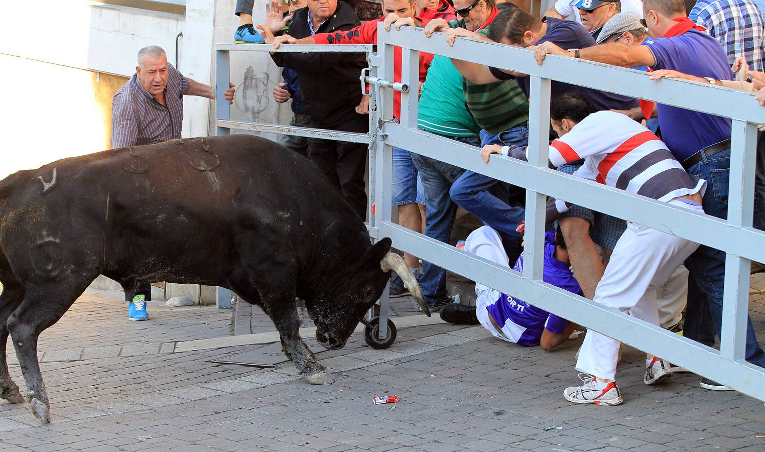 Los toros de la ganadería de Lagunajanada, protagonizaron momentos emocionantes y peligrosos en las calles, al entrar toda la manada disgregada