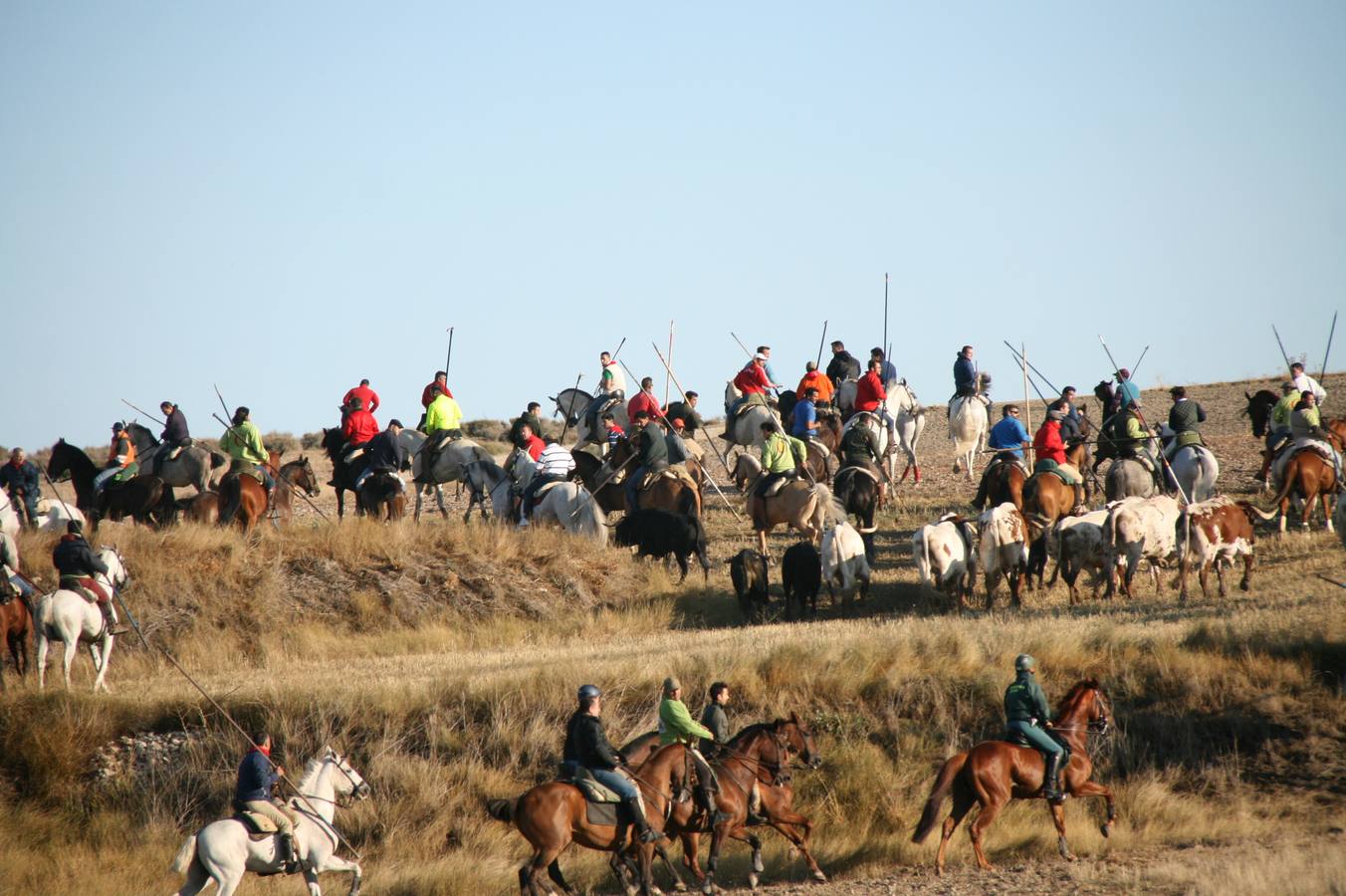 Los primeros novillos entraron en el coso taurino tras un recorrido de apenas dos minutos