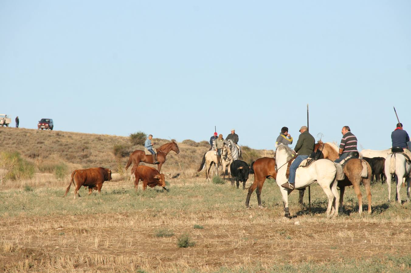 Los primeros novillos entraron en el coso taurino tras un recorrido de apenas dos minutos