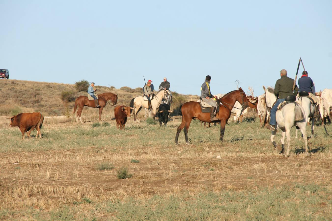 Los primeros novillos entraron en el coso taurino tras un recorrido de apenas dos minutos