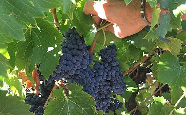 Vendimia en la Denominación de Origen Toro. 