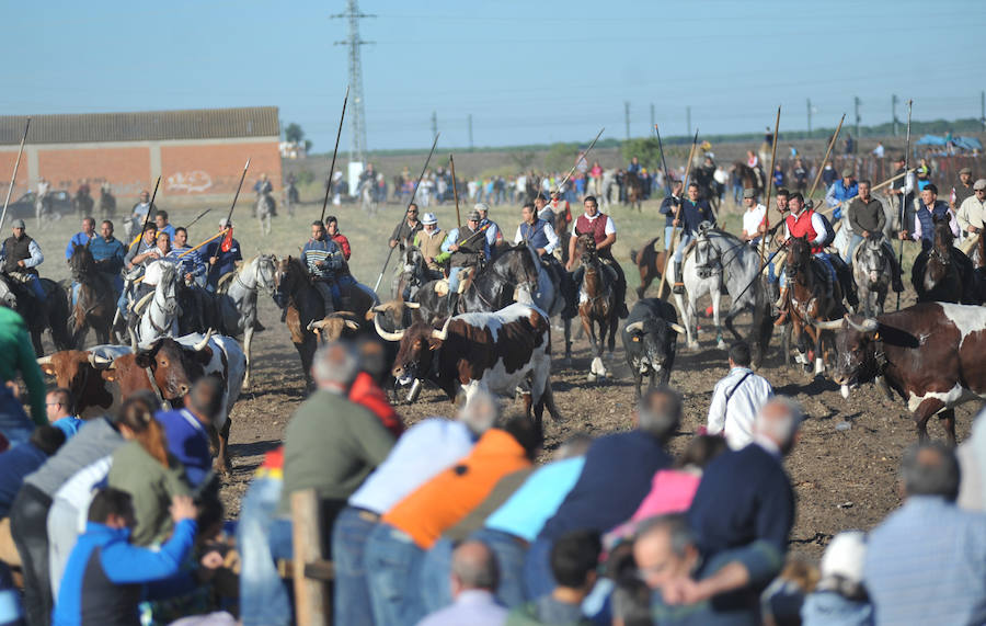 Segundo encierro de las fiestas de Medina del Campo