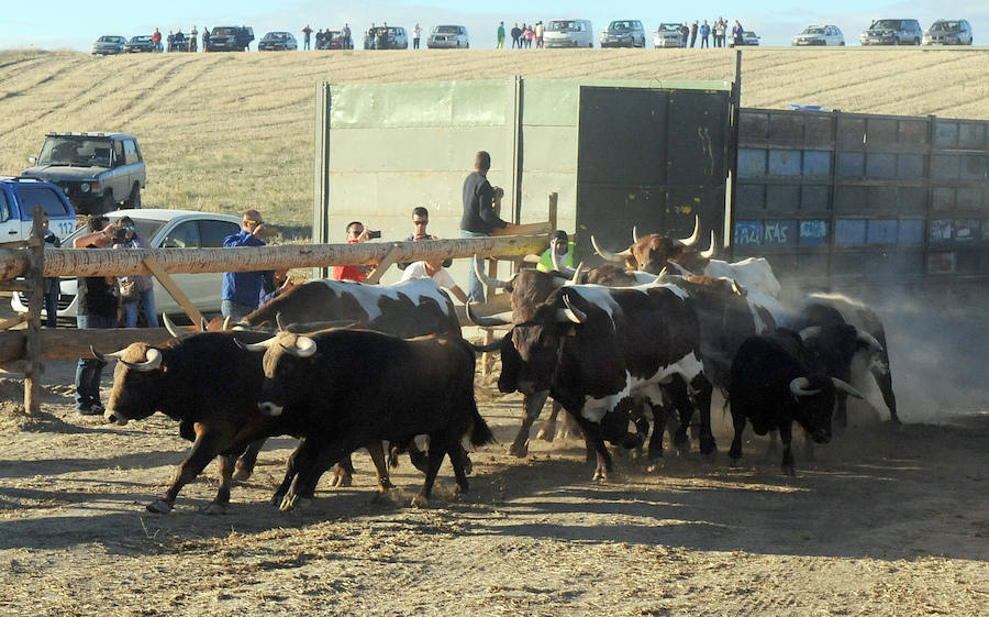 Segundo encierro de las fiestas de Medina del Campo