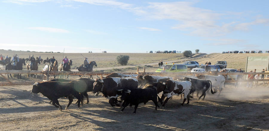 Segundo encierro de las fiestas de Medina del Campo