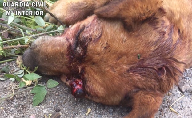 Buscado por disparar en la cabeza a un perro