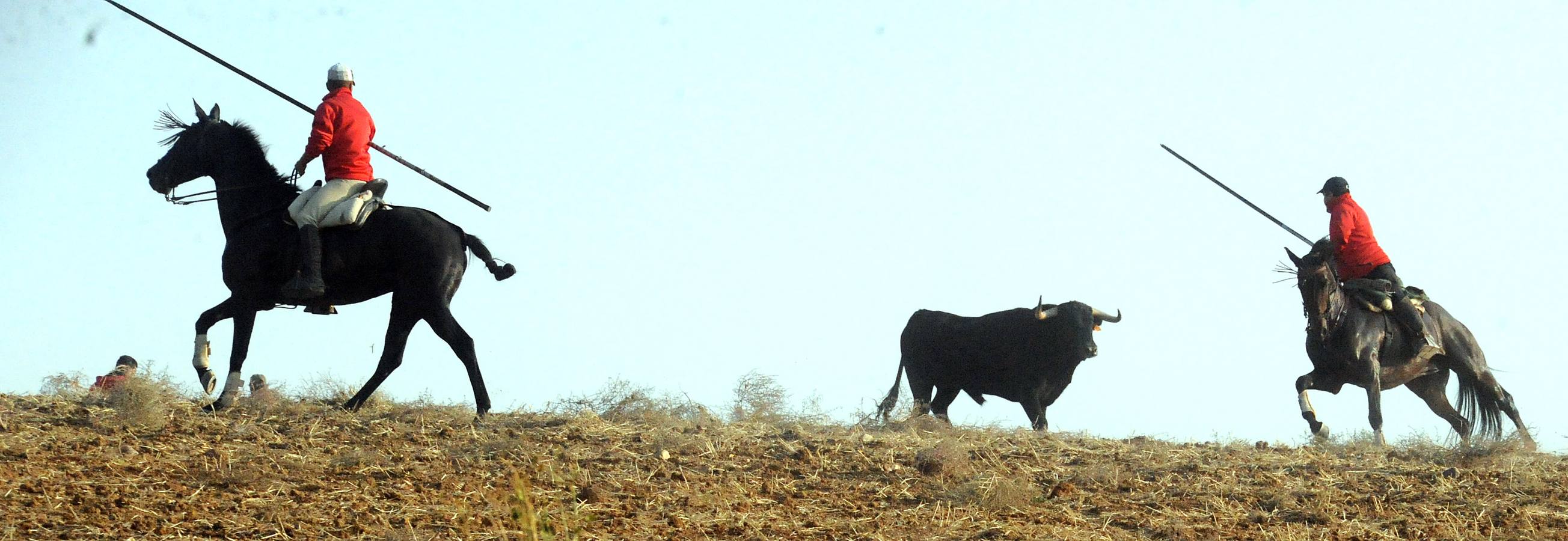 La suelta que se caracterizo por su rapidez y no contó con incidentes reseñables