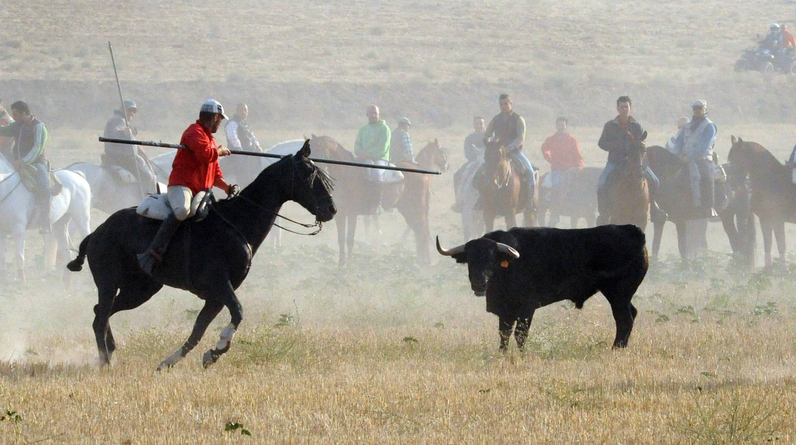 La suelta que se caracterizo por su rapidez y no contó con incidentes reseñables