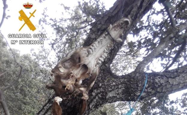 Investigado un madrileño por actos de caza furtiva en Ávila