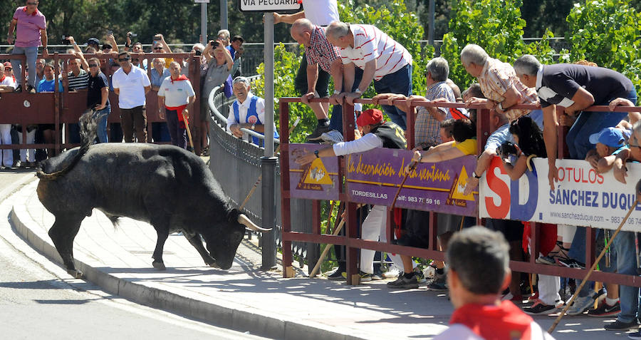Toro del Cajón en Tordesillas