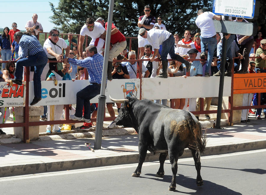 Toro del Cajón en Tordesillas