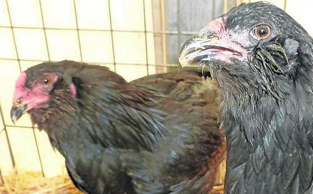 La gallina de huevos azules. 