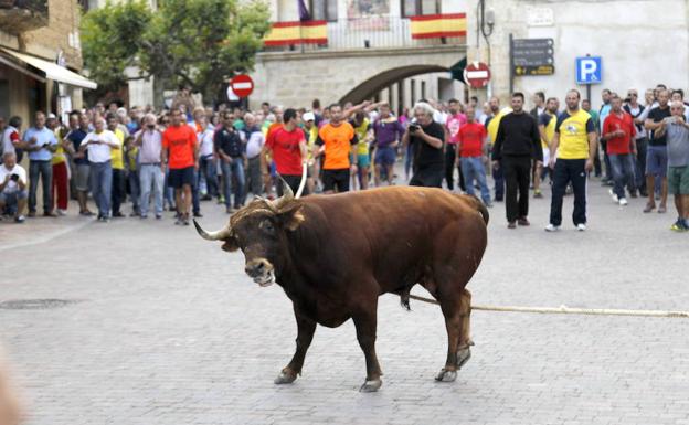 Celebración del toro enmaromado, el año pasado en Astudillo. 