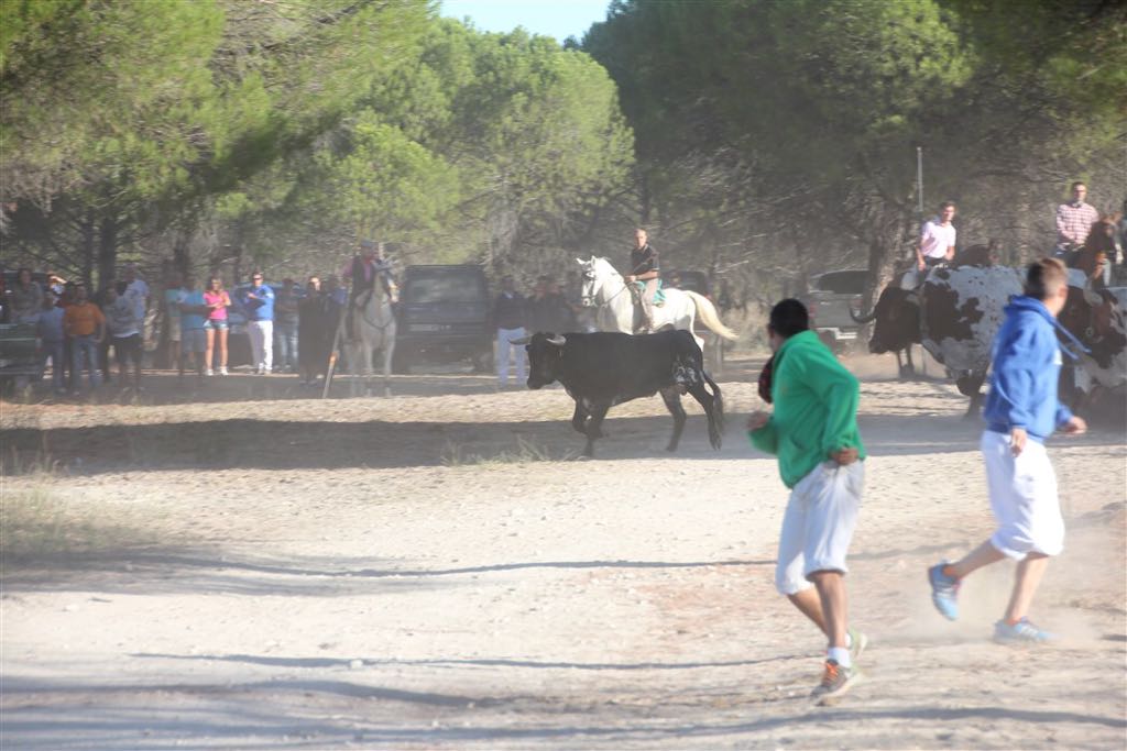 Segundo encierro de las fiestas de Arrabal de Portillo (Valladolid)