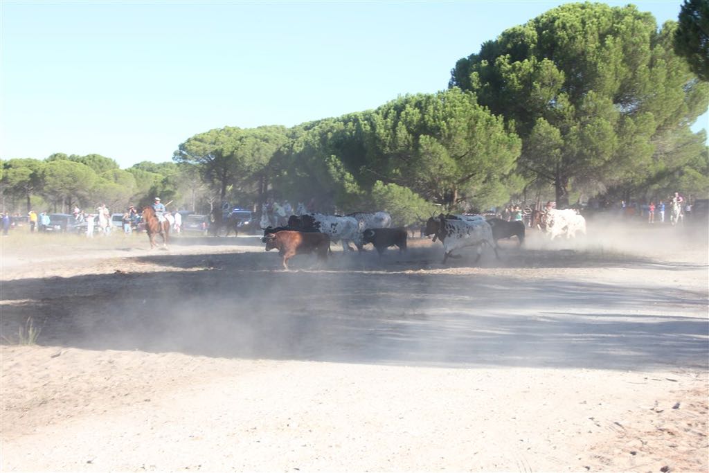 Segundo encierro de las fiestas de Arrabal de Portillo (Valladolid)