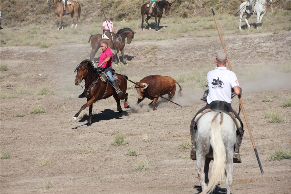 Segundo encierro de las fiestas de Arrabal de Portillo (Valladolid)