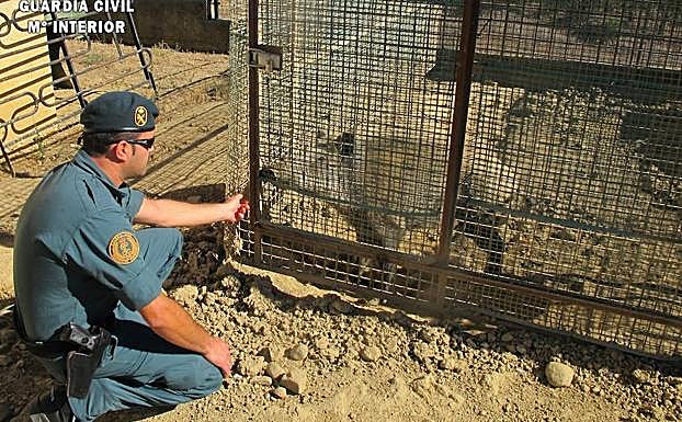 Un Guardia Civil con el jabalí en cautividad.